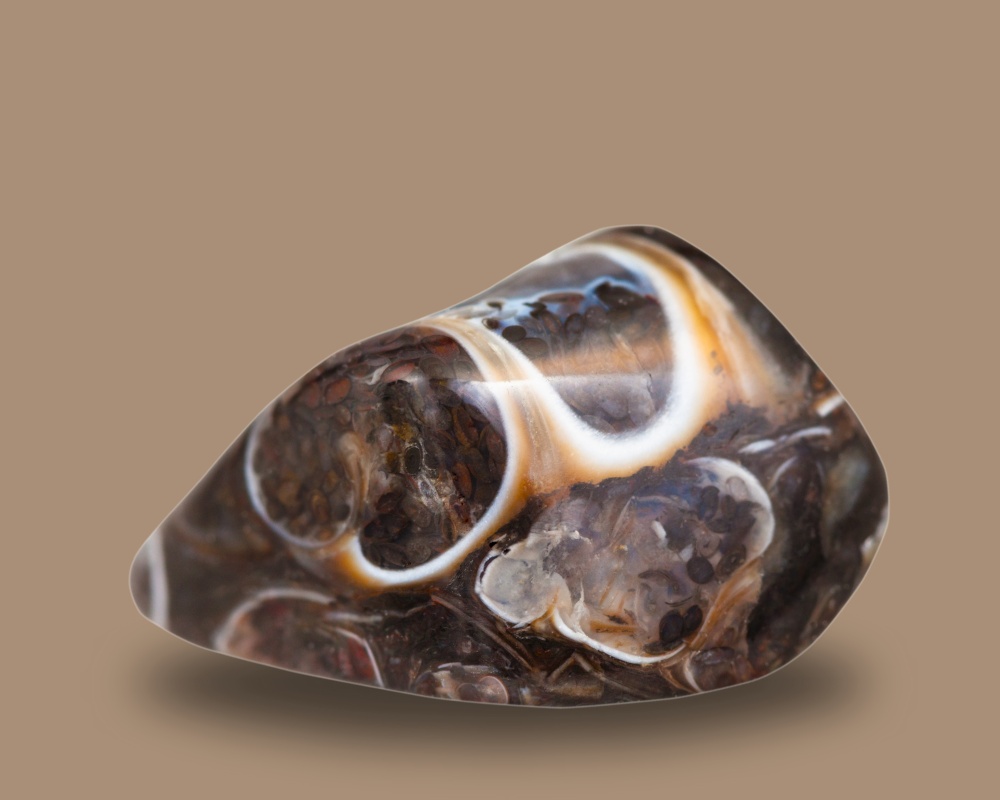 Turritella Agate properties